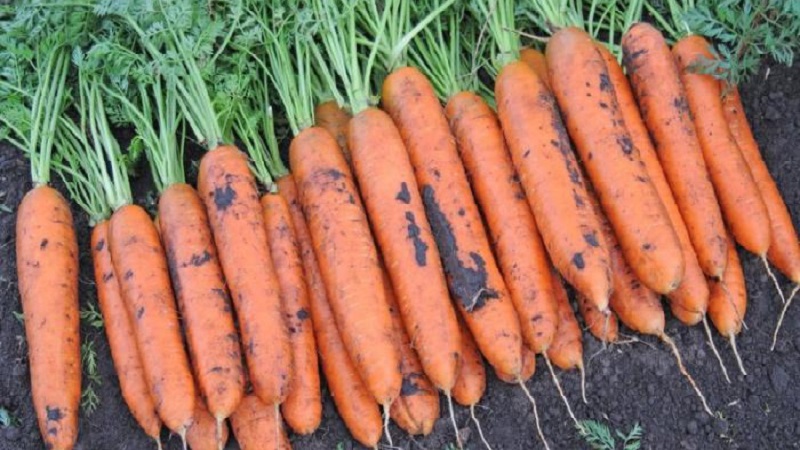 Ce que les carottes Vita Long et Bangor F1 ont en commun