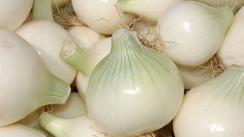 Pourquoi pouvez-vous utiliser des oignons blancs?