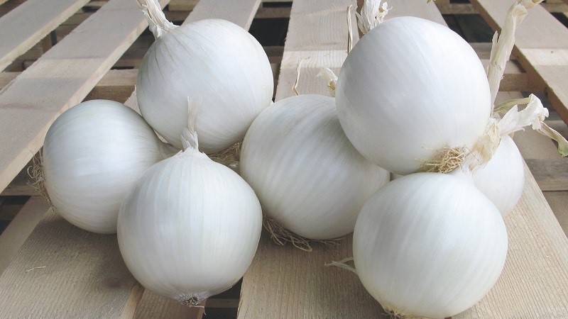 Pourquoi pouvez-vous utiliser des oignons blancs?