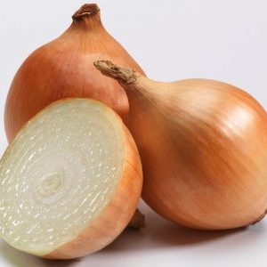 Un hybride précoce et à haut rendement d'oignons Cupido pour la culture en serre et en extérieur