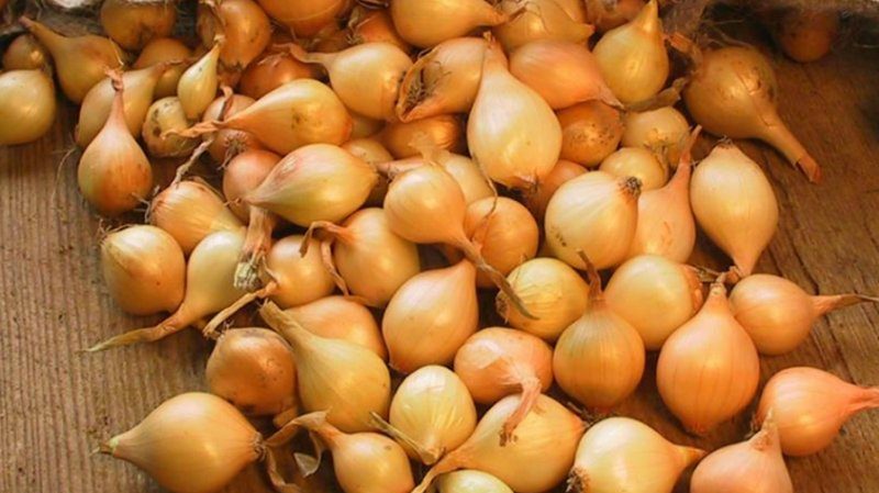 Un hybride précoce et à haut rendement d'oignons Cupido pour la culture en serre et en extérieur