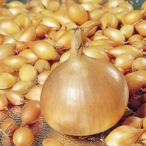 Un hybride précoce et à haut rendement d'oignons Cupido pour la culture en serre et en extérieur