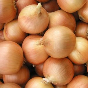 Un hybride précoce et à haut rendement d'oignons Cupido pour la culture en serre et en extérieur