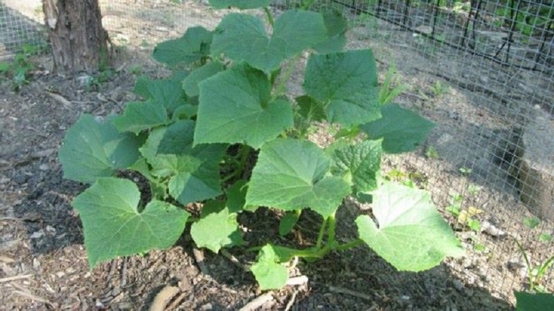 Caractéristiques des concombres de brousse et caractéristiques de culture