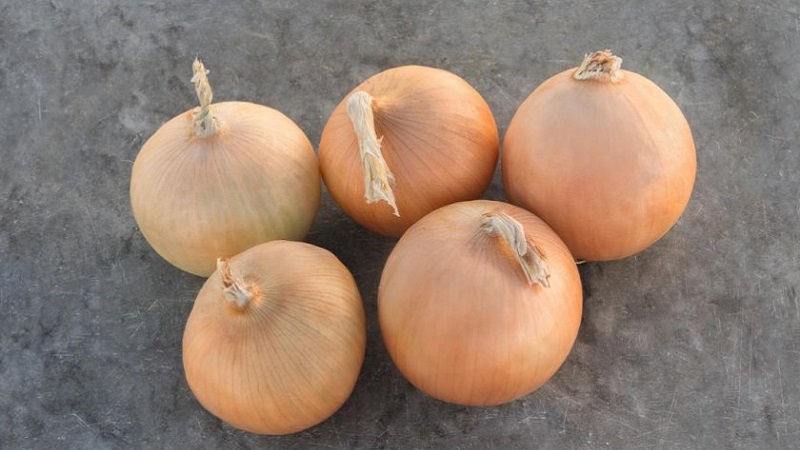 Variété d'oignon résistant au froid Radar pour la plantation avant l'hiver