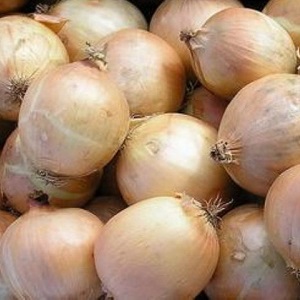 Variété d'oignon résistant au froid Radar pour la plantation avant l'hiver