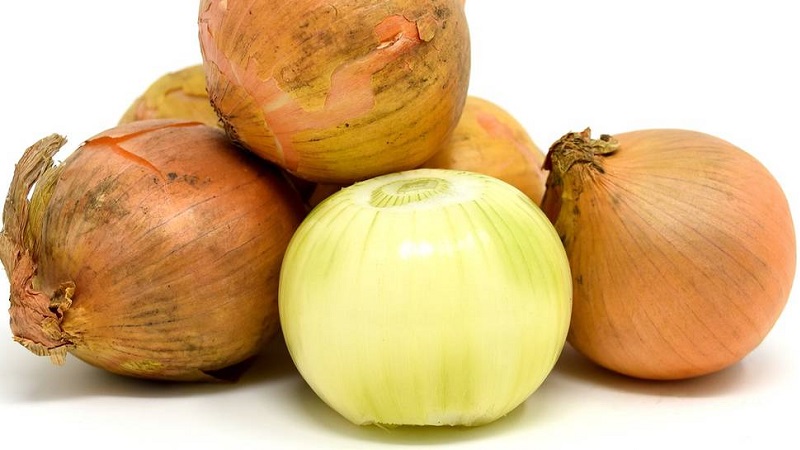 Variété d'oignon résistant au froid Radar pour la plantation avant l'hiver