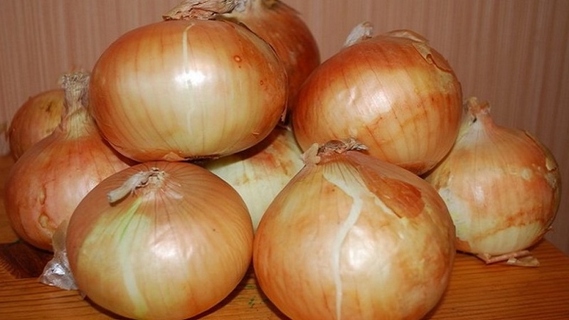 Variété d'oignon résistant au froid Radar pour la plantation avant l'hiver