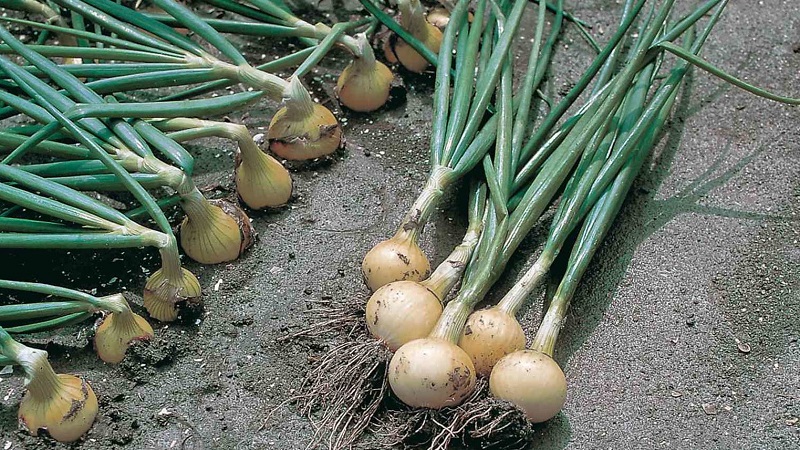 Variété d'oignon résistant au froid Radar pour la plantation avant l'hiver