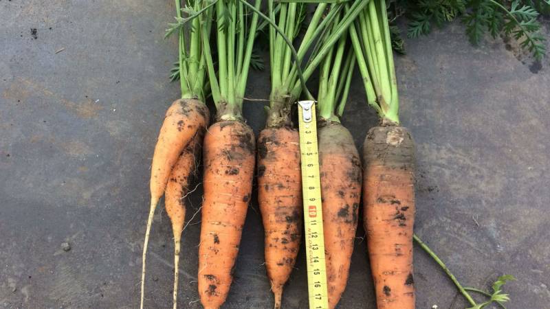 Avantages et inconvénients de stocker les carottes dans le sable, instructions étape par étape