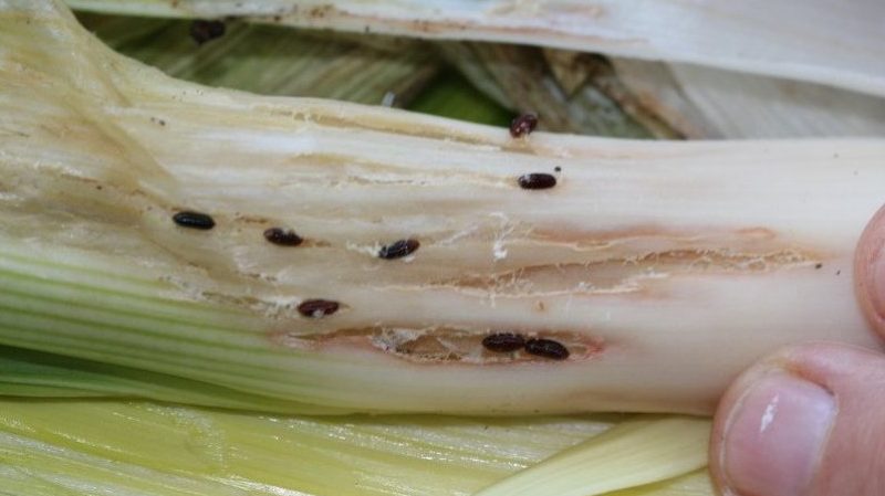 Comment se débarrasser des moucherons à l'oignon