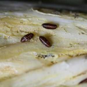 Comment se débarrasser des moucherons à l'oignon