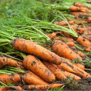 Nous sauvegardons correctement la récolte: comment couper les carottes pour les stocker pour l'hiver et pourquoi vous en avez besoin