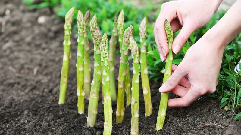 Comment préparer les asperges pour l'hiver: un guide étape par étape pour préparer vos lits à l'automne