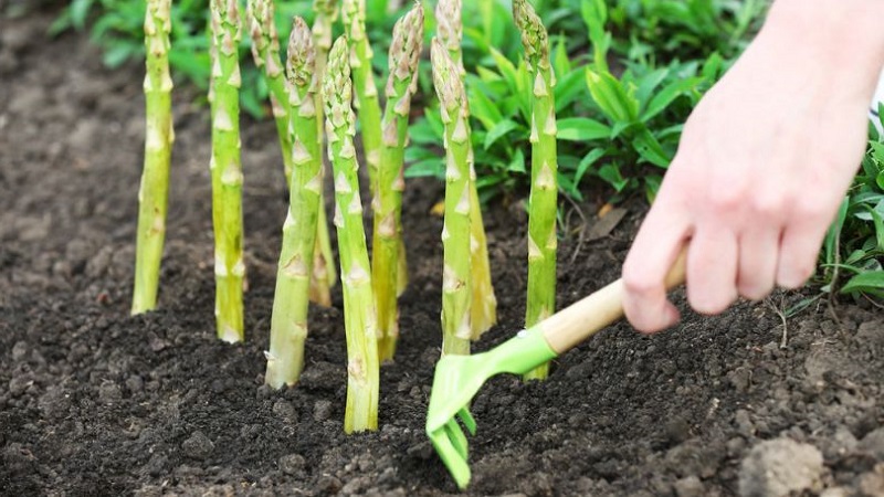 Comment préparer les asperges pour l'hiver: un guide étape par étape pour préparer vos lits à l'automne