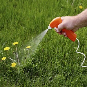 Comment appliquer des désherbants sur les pommes de terre