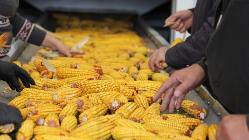 Comment le maïs est séché à l'échelle industrielle et comment le sécher à la maison