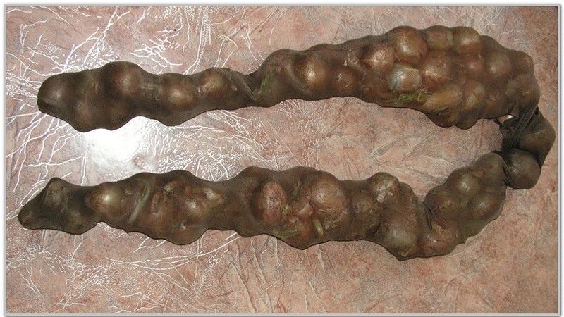 Meilleures recommandations: comment garder les oignons à la maison dans un appartement