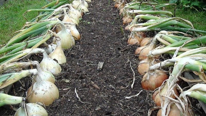 Comment faire pousser des oignons noirs: plantation et entretien en plein champ par étapes