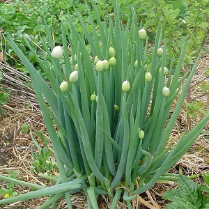 Comment faire pousser un oignon batun: plantation et entretien en plein champ avant l'hiver