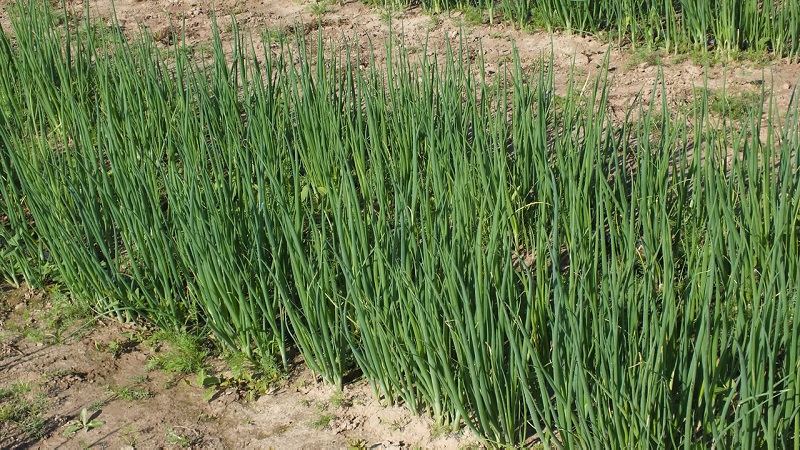 Comment faire pousser un oignon batun: plantation et entretien en plein champ avant l'hiver