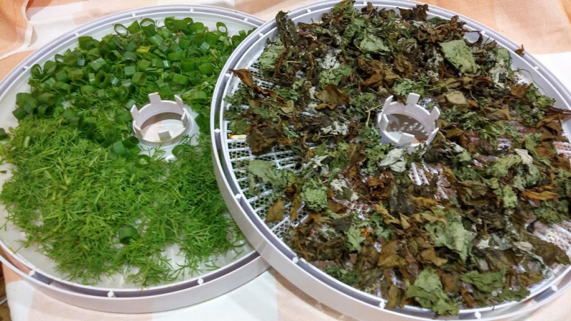 Recommandations étape par étape: comment sécher les oignons verts pour l'hiver à la maison