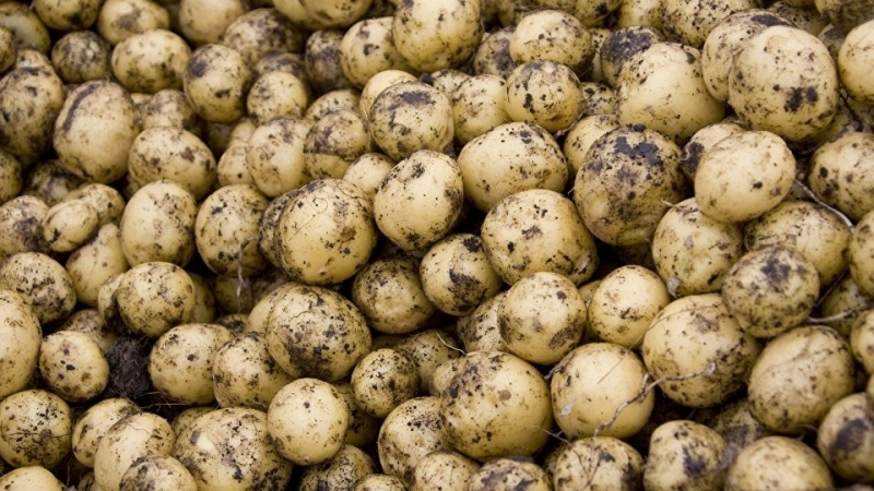 Quel est le calibre des pommes de terre (tableau) et qu'est-ce que cela signifie