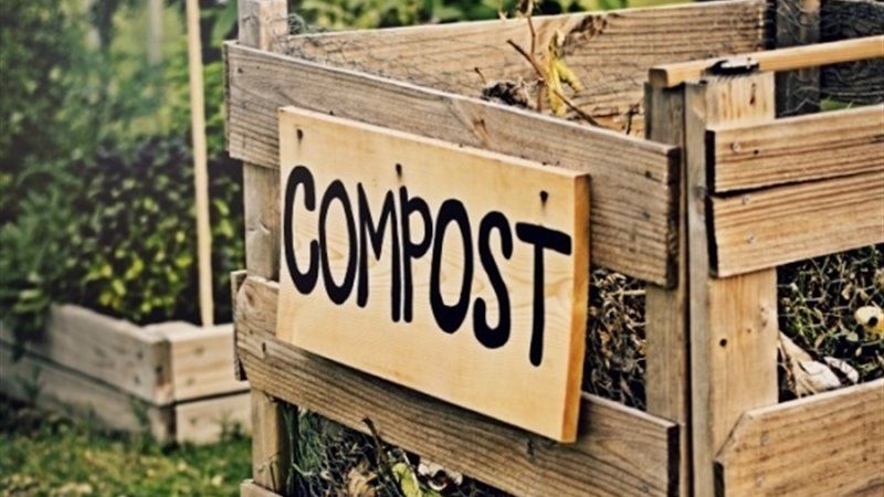 Chou noir italien Toscane