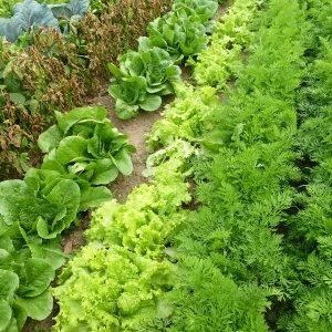 Quand semer le persil et l'aneth avant l'hiver et est-il possible de le faire