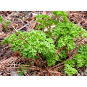 Quand semer le persil et l'aneth avant l'hiver et est-il possible de le faire