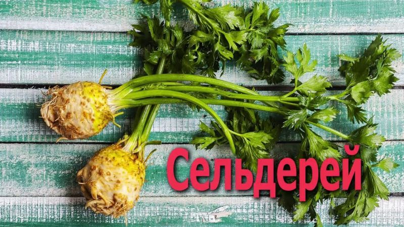 Pourquoi le céleri-rave est-il utile et comment l'utiliser correctement