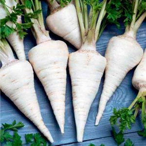 Pourquoi le persil racine est bon et pourquoi il vaut la peine de le cultiver