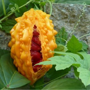 Concombres ronds et autres variétés exotiques