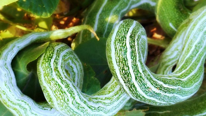 Concombres ronds et autres variétés exotiques