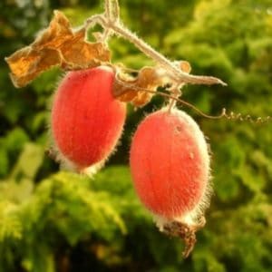 Concombres ronds et autres variétés exotiques