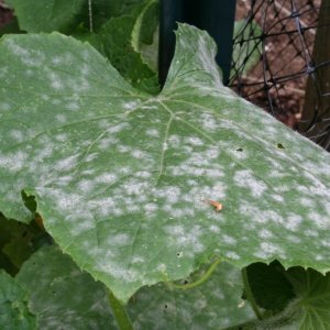 Les meilleurs remèdes populaires pour traiter les concombres contre les maladies