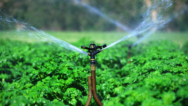 Les meilleures variétés de pommes de terre précoces: Orchid, Lady Claire, Assol et autres