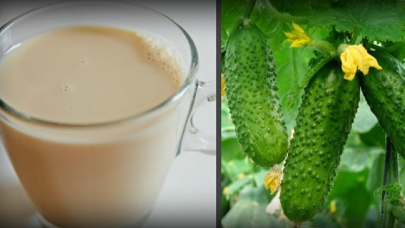 Les meilleures recettes pour nourrir les concombres avec du lait et de l'iode