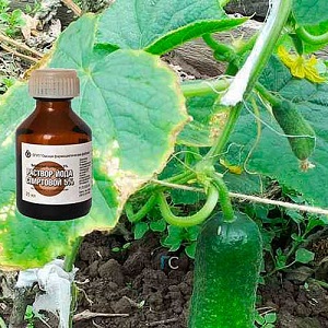 Les meilleures recettes pour nourrir les concombres avec du lait et de l'iode