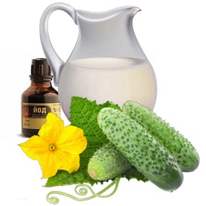 Les meilleures recettes pour nourrir les concombres avec du lait et de l'iode