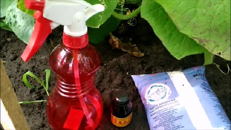 Les meilleures recettes pour nourrir les concombres avec du lait et de l'iode