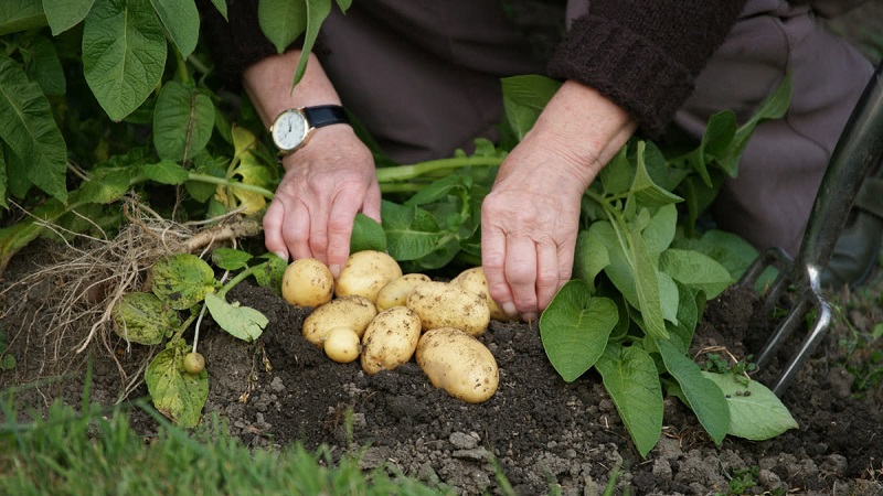Les meilleures variétés de pommes de terre sibériennes et conseils pour les cultiver