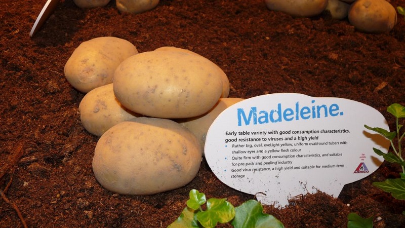 Les meilleures variétés de pommes de terre sibériennes et conseils pour les cultiver