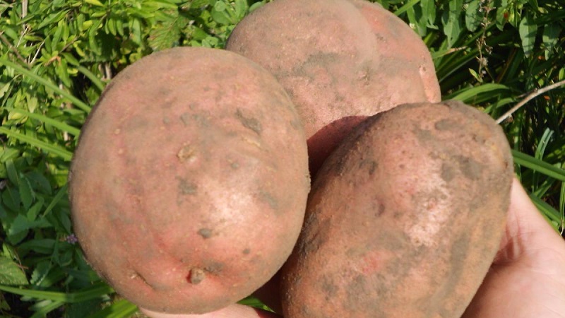 Les meilleures variétés de pommes de terre sibériennes et conseils pour les cultiver