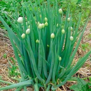 Oignon Batun résistant au gel et caractéristiques de sa culture