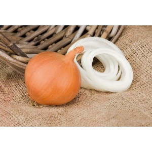 Hybride multi-bourgeons d'oignon Manas qui tolère bien la sécheresse