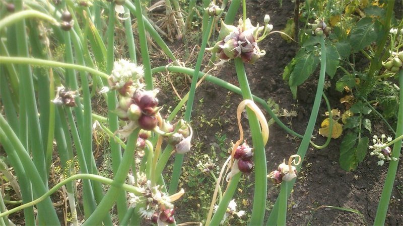 Sans prétention à cultiver et à entretenir Arc à plusieurs niveaux