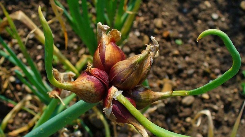 Sans prétention à cultiver et à entretenir Arc à plusieurs niveaux