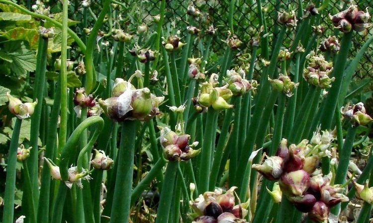 Sans prétention à cultiver et à entretenir Arc à plusieurs niveaux