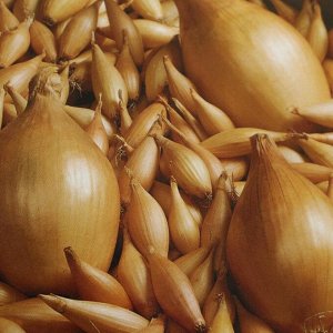 Variété d'oignon mûr précoce Olin avec un excellent rendement et un excellent goût